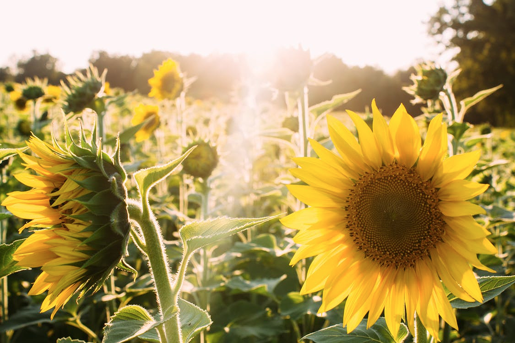 Sunflower の意味 例文 発音 語源 イメージ画像 Toefl Kotoba