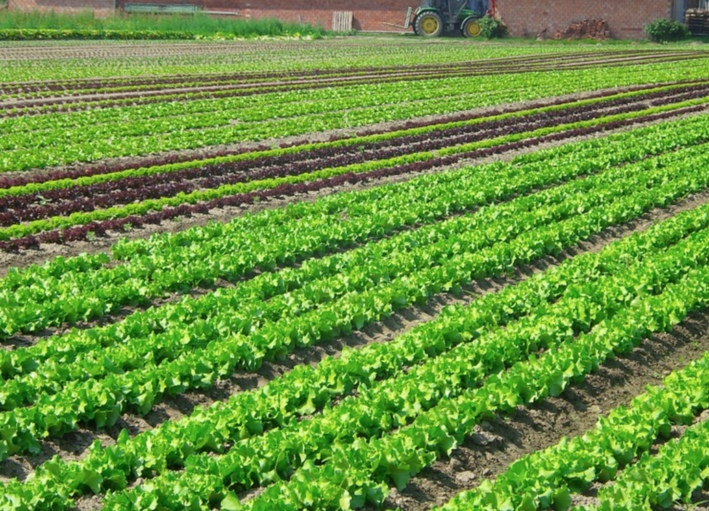 The True Size: 国のサイズを「修正」するウェブサイト