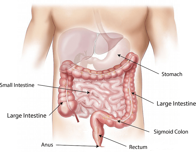 Digestive System の意味 例文 発音 語源 イメージ画像 Kotoba