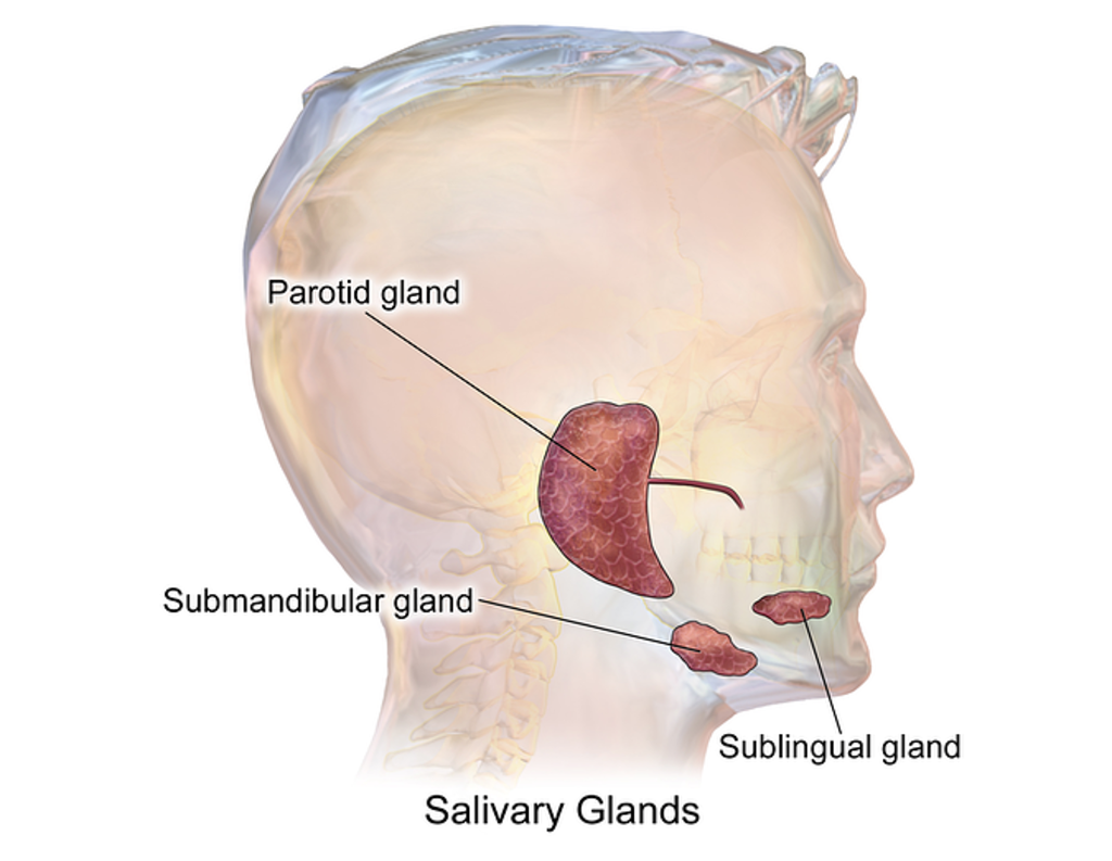 gland の意味・例文・発音・語源・イメージ画像 - KOTOBA