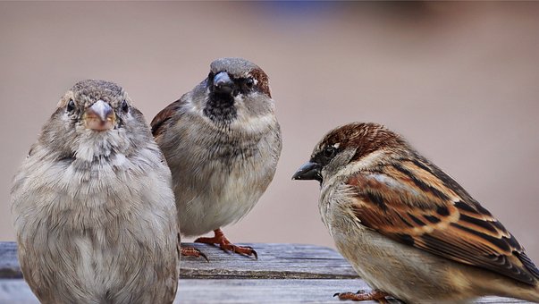 sparrows-2763083__340