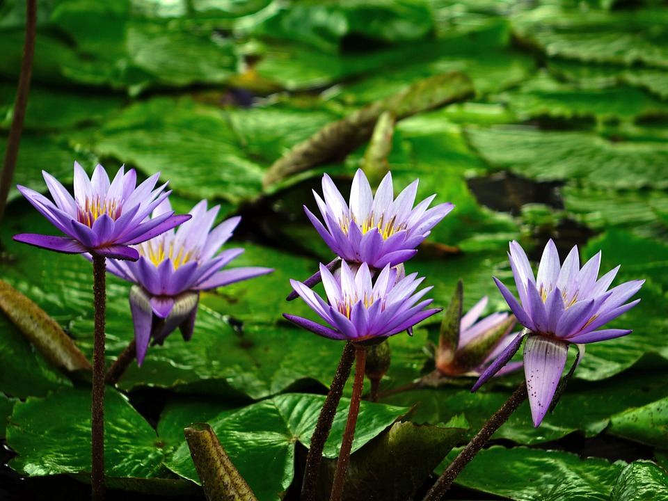 Water Lily の意味 例文 発音 語源 イメージ画像 Kotoba