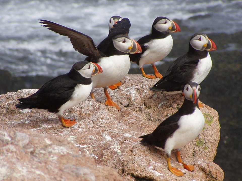 Atlantic Puffin の意味 例文 発音 語源 イメージ画像 Kotoba