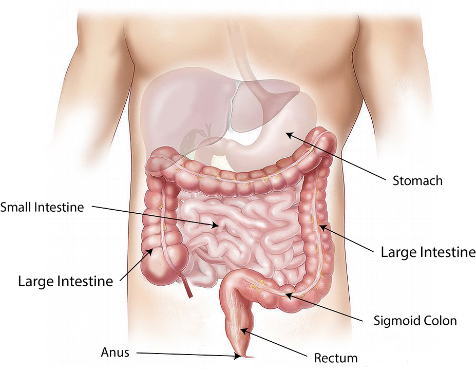 Digestive System の意味 例文 発音 語源 イメージ画像 Kotoba