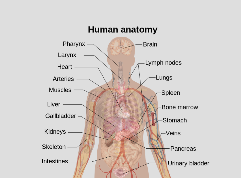 Organ System の意味 例文 発音 語源 イメージ画像 Kotoba