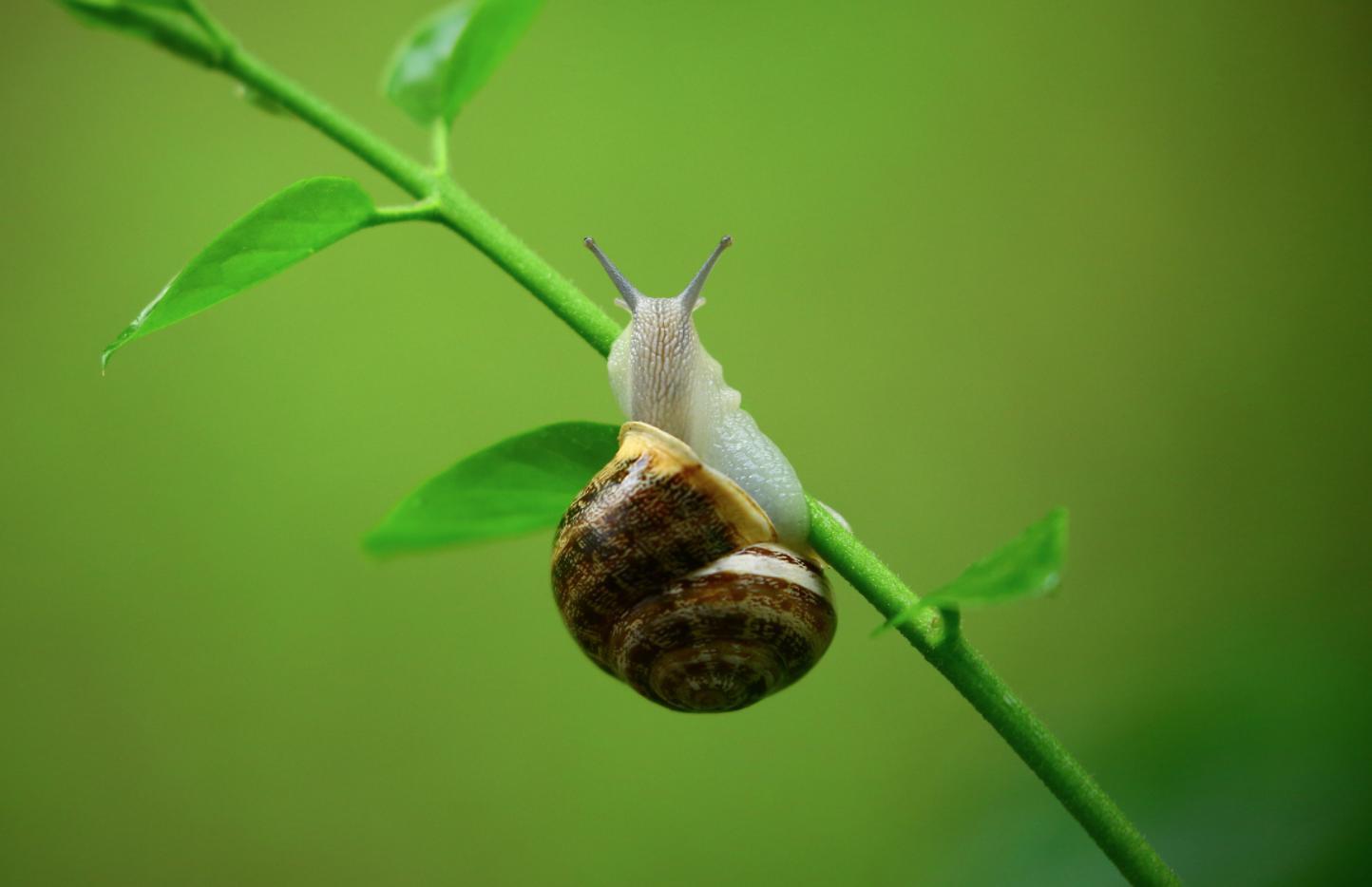 Snail の意味 例文 発音 語源 イメージ画像 Kotoba