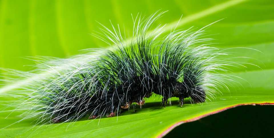 Caterpillar の意味 例文 発音 語源 イメージ画像 Kotoba