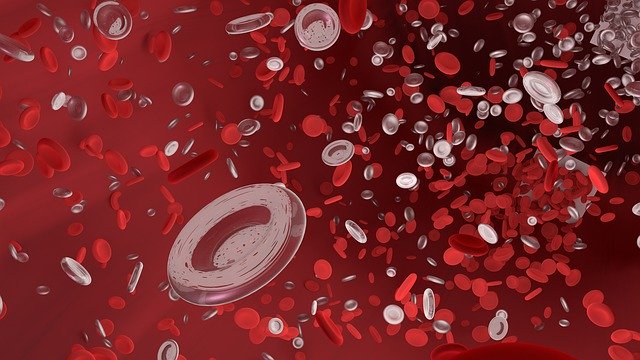 red-blood-cell-4256711_640