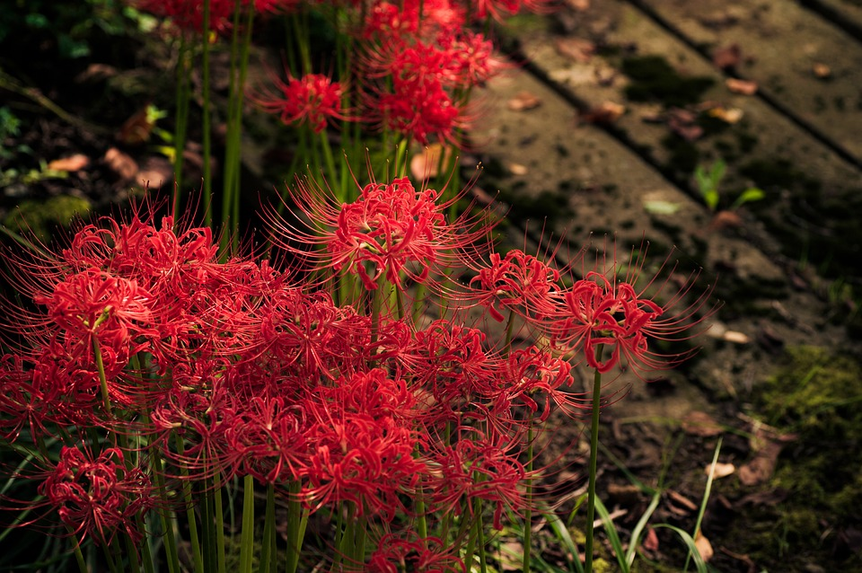 Red Spider Lily の意味 例文 発音 語源 イメージ画像 Kotoba