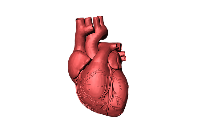 Cardialgia の意味 例文 発音 語源 イメージ画像 Kotoba