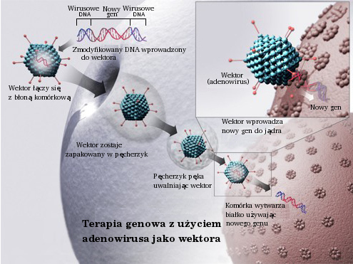 gene therapy の意味 例文 発音 語源 イメージ画像 kotoba